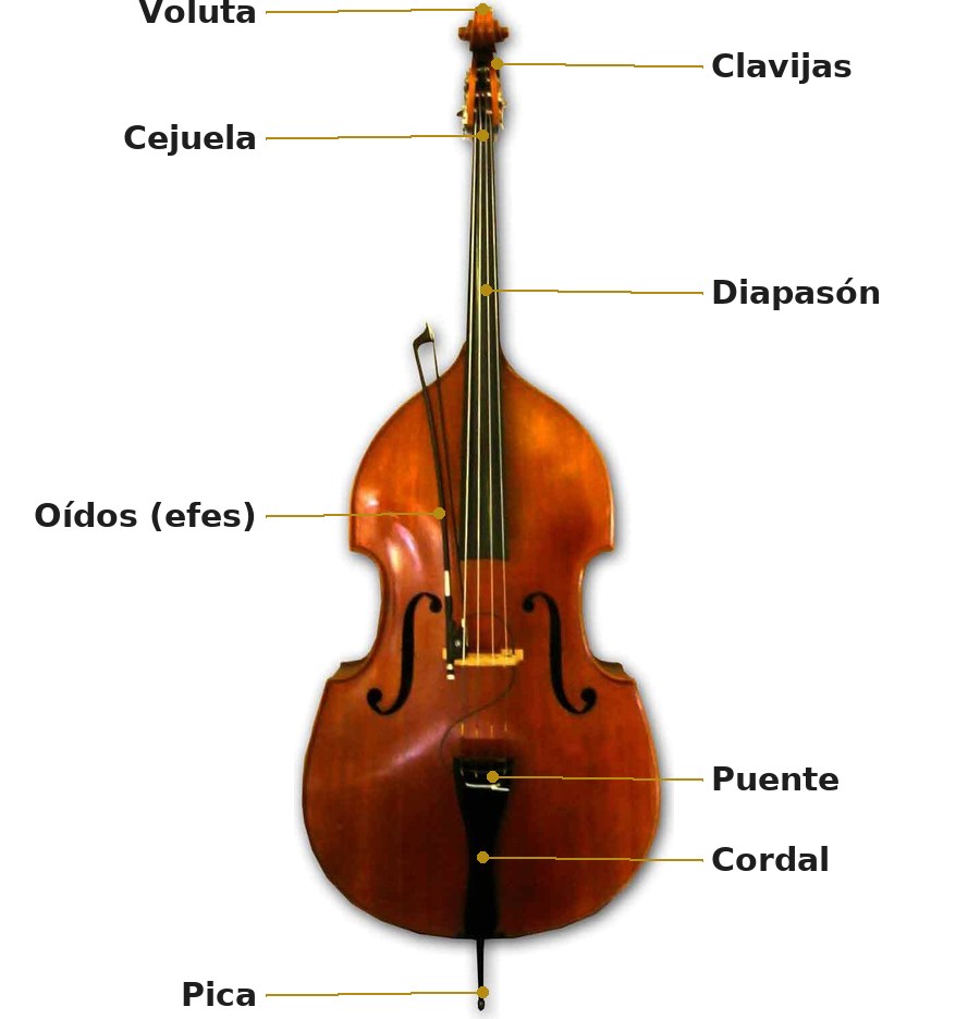 Esquema de un contrabajo con sus partes señaladas: voluta, clavijas, cejuela, diapasón, oídos o efes, puente, cordal y pica