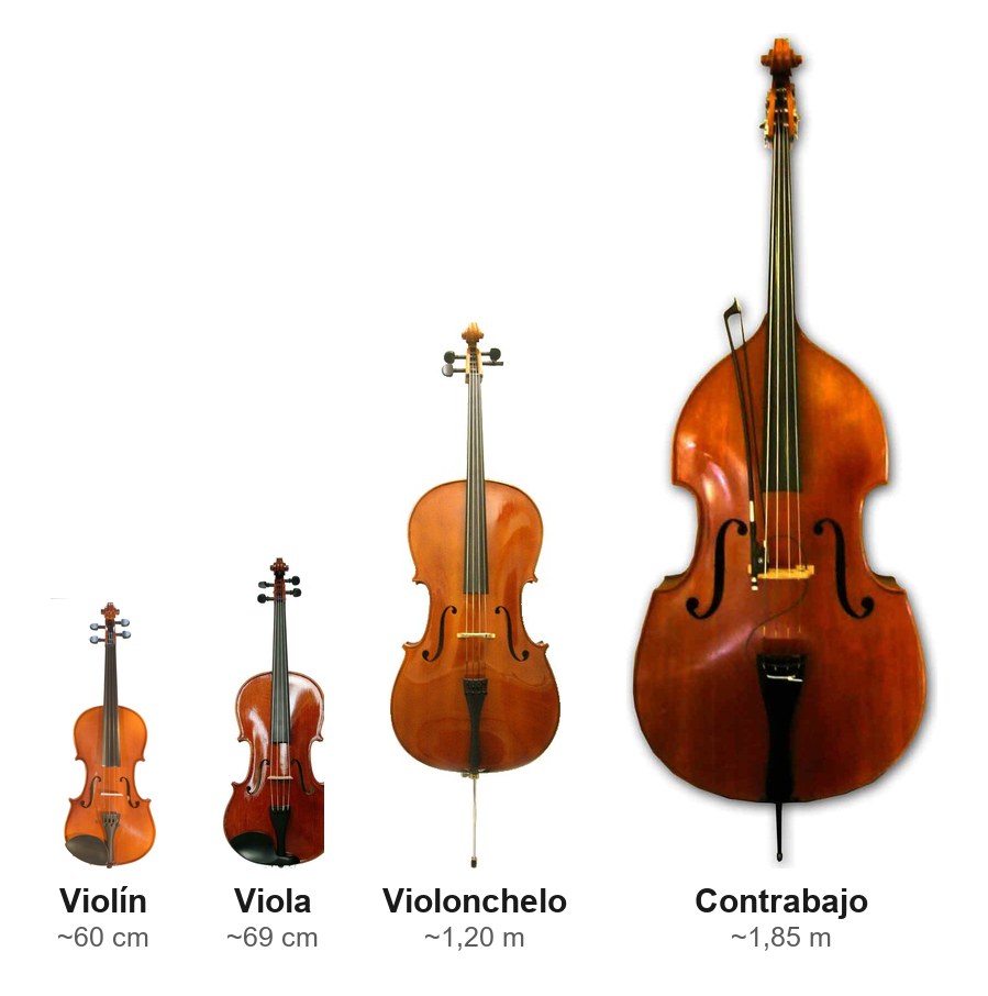 Violín, viola, violonchelo y contrabajo comparados a escala real de tamaño, del más pequeño al más grande