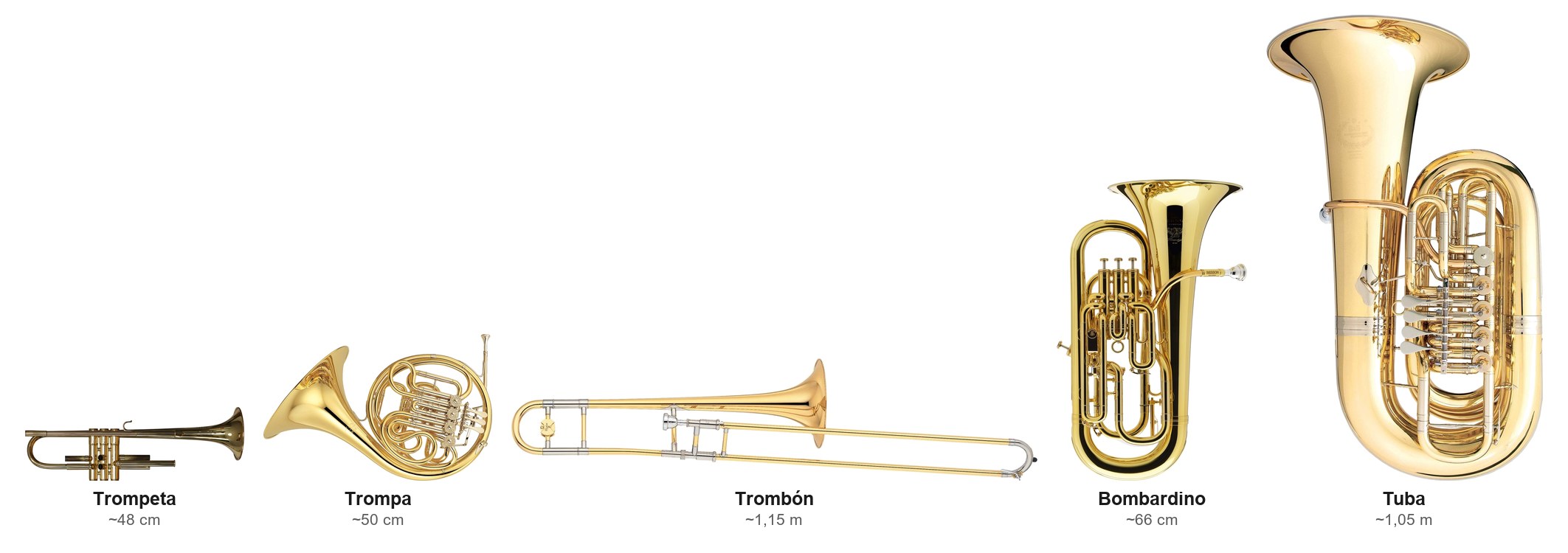 Los principales instrumentos de viento metal comparados a escala real de tamaño: trompeta, trompa, trombón, bombardino y tuba, del más pequeño al más grande