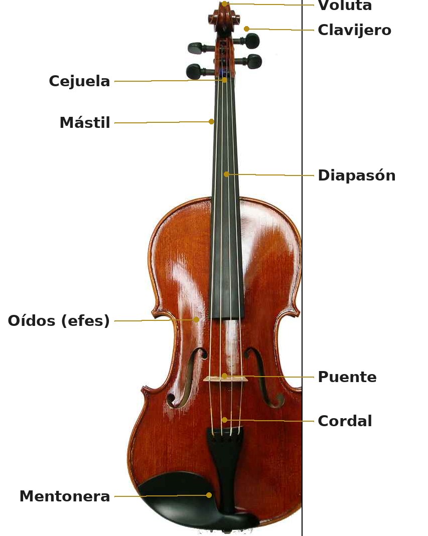 Esquema de una viola con sus partes señaladas: voluta, clavijero, cejuela, mástil, diapasón, oídos o efes, puente, cordal y mentonera