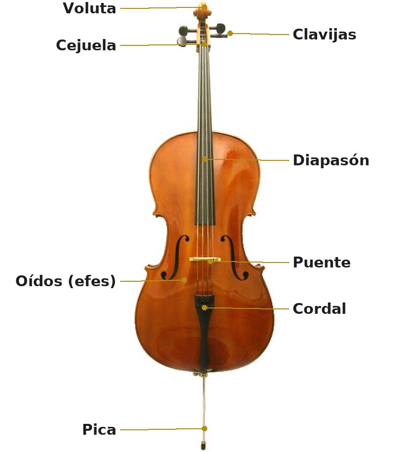 Esquema de un violonchelo con sus partes señaladas: voluta, clavijas, cejuela, diapasón, oídos o efes, puente, cordal y pica